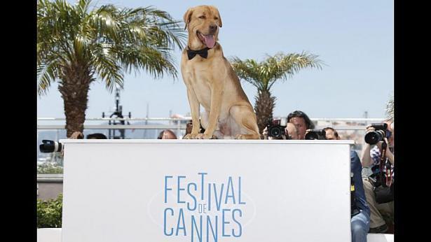 Giải Palm Dog chó ở Cannes