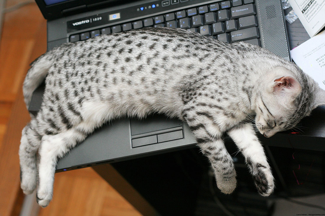 Mèo nằm trên laptop