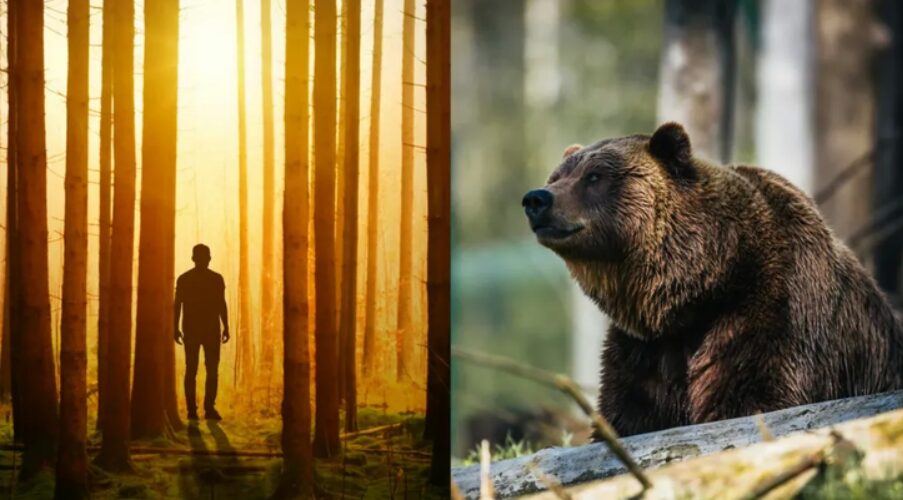 chọn gấu hay người đàn ông