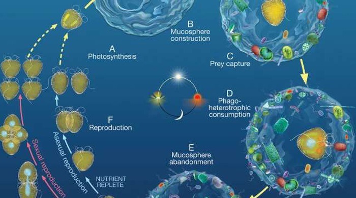 Quá trình Prorocentrum cf. balticum 'bẫy' carbon trong đại dương