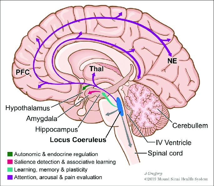 Tìm hiểu Locus coeruleus là gì