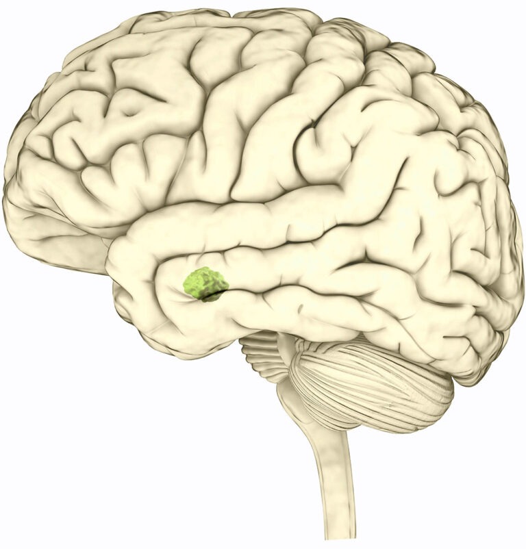 amygdala trên não là gì